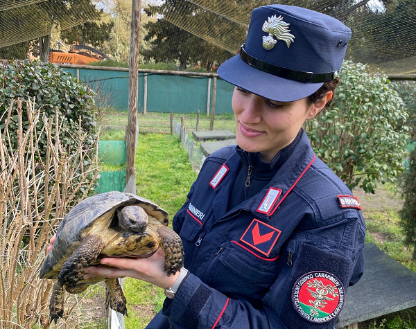 Pasqua tra cervi, testuggini e il fratino che nidifica sulla spiaggia: due Open Day gratuiti con i Carabinieri Forestali tra Ravenna e Ferrara