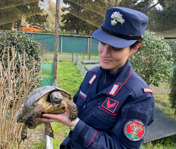 Pasqua tra cervi, testuggini e il fratino che nidifica sulla spiaggia: due Open Day gratuiti con i Carabinieri Forestali tra Ravenna e Ferrara