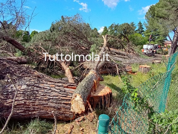 Via Montanara, alberi abbattuti –  Carapia: «Imola non può perdere i suoi polmoni verdi»