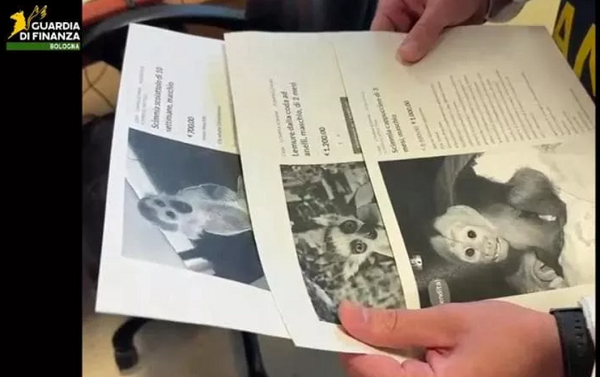 Guardia di Finanza – Scoperto sito di falsi allevamenti di animali esotici: denunciato un 34enne