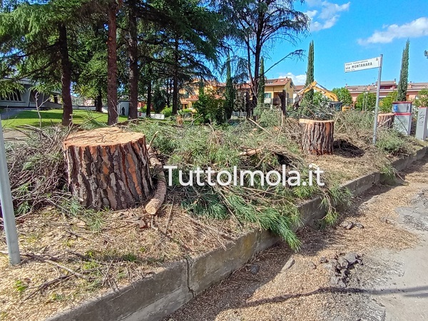 Viale D’Agostino, Dosi: «Abbattuti i pini storici, altro scempio verde in nome della pista ciclabile»