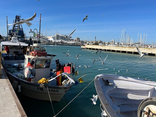 Adriatico sotto pressione: il granchio blu minaccia la pesca, parte la rete da Goro a Rimini per salvare l’ecosistema