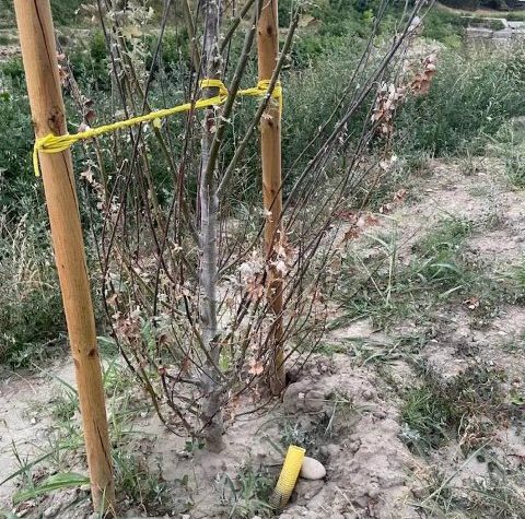 Imola, lungofiume deturpato: Dosi (FdI) torna alla carica sugli alberi tagliati