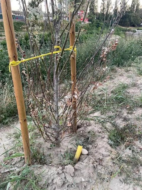 Imola, lungofiume deturpato: Dosi (FdI) torna alla carica sugli alberi tagliati