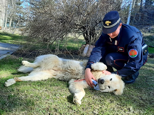Sequestrati 110 cani di razza Alaskan Malemute in provincia di Bologna: operazione dei Carabinieri Forestali e dei Servizi Veterinari dell’Azienda USL di Bologna.